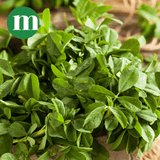 Fresh Fenugreek Bunch