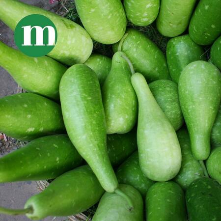 Fresh Dudhi, Bottle Gourd - Approx 450g - 500g