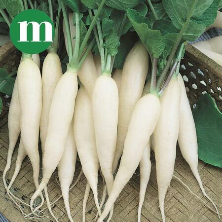 Fresh Radish, Approx 250g- 350g